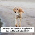 Where-Can-You-Find-Puppies-for-Sale-in-Maine-Under-500-template
