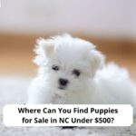 Where-Can-You-Find-Puppies-for-Sale-in-NC-Under-500-template