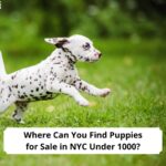 Where-Can-You-Find-Puppies-for-Sale-in-NYC-Under-1000-template