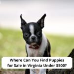 Where-Can-You-Find-Puppies-for-Sale-in-Virginia-Under-500-template