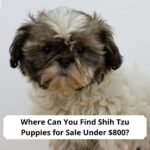Where-Can-You-Find-Shih-Tzu-Puppies-for-Sale-Under-800-template