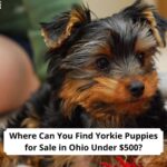 Where-Can-You-Find-Yorkie-Puppies-for-Sale-in-Ohio-Under-500-template