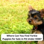 Where-Can-You-Find-Yorkie-Puppies-for-Sale-in-PA-Under-500-template
