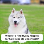 Where-To-Find-Husky-Puppies-for-Sale-Near-Me-Under-500-template