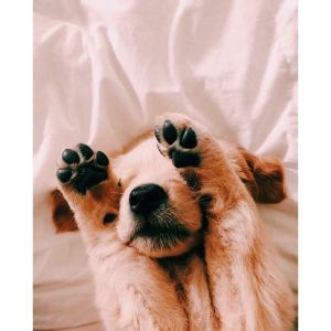 Where-to-Get-Puppies-for-Sale-for-Under-500-in-New-Jersey