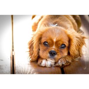 Where-to-Get-Puppies-for-Sale-in-CT-for-Under-500