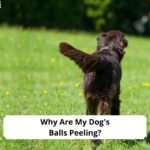 Why-Are-My-Dogs-Balls-Peeling-template
