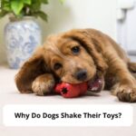 Why-Do-Dogs-Shake-Their-Toys-template