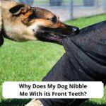 Why-Does-My-Dog-Nibble-Me-With-its-Front-Teeth-template
