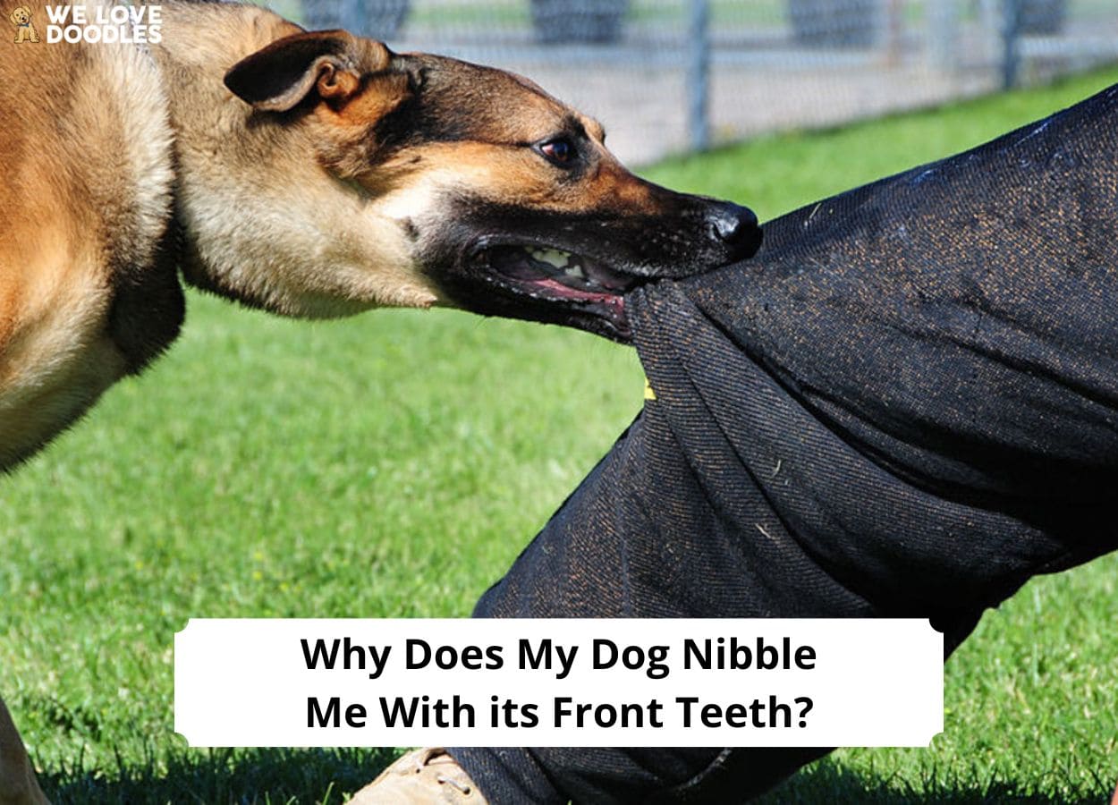 Why Does My Dog Nibble Me With Its Front Teeth? (And What Does It Mean?)