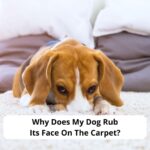 Why-Does-My-Dog-Rub-Its-Face-On-The-Carpet-template