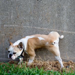 Why-Is-My-Dogs-Pee-So-Thick