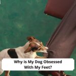 Why-is-My-Dog-Obsessed-With-My-Feet-template