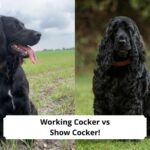 Working-Cocker-vs-Show-Cocker-template