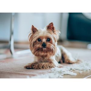 Yorkshire-Terrier