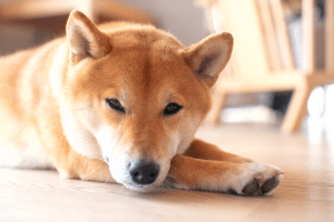 Akita