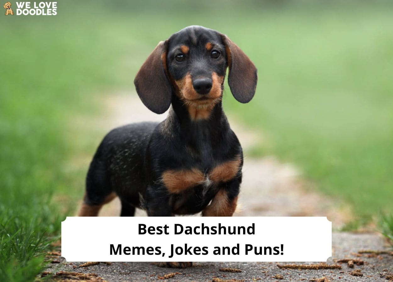 10 Best Dachshund Memes, Jokes, and Puns! (2023) - We Love Doodles