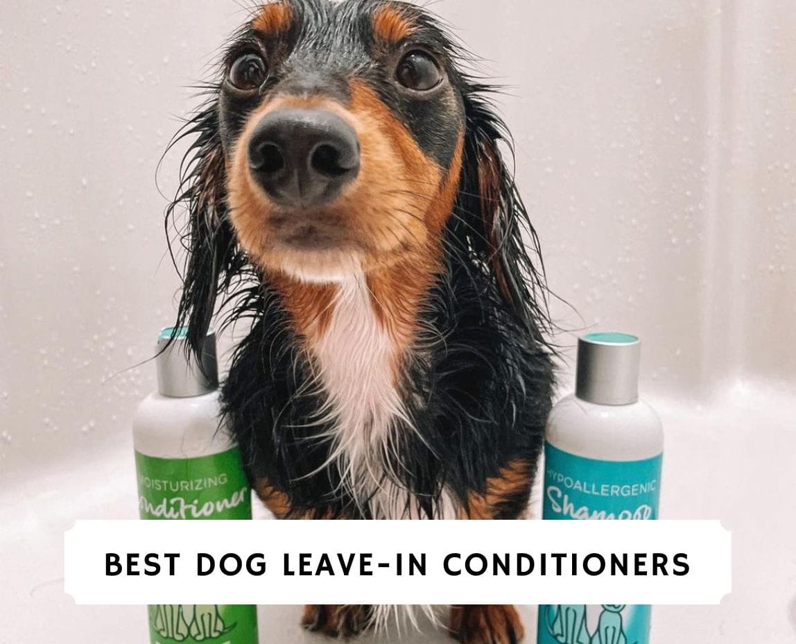 The 8 Best Dog LeaveIn Conditioners! (2023) We Love Doodles