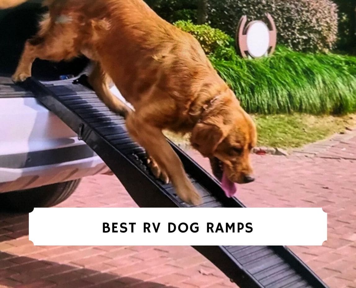 The 5 Best RV Dog Ramps! (2023) We Love Doodles