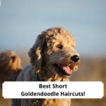 Best-Short-Goldendoodle-Haircuts-template