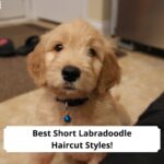 Best-Short-Labradoodle-Haircut-Styles-template