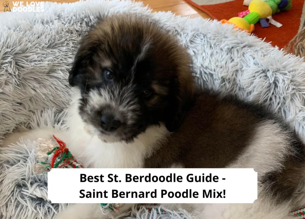 Saint Berdoodle - Yankee Doodle Puppies.  Fluffy dogs, Every dog breed, St  berdoodle