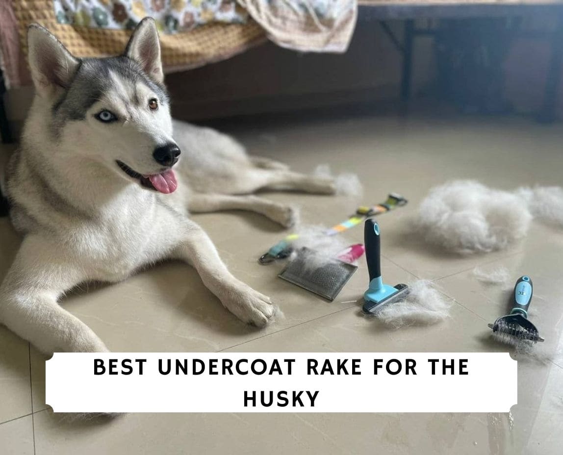 The 6 Best Undercoat Rake for the Husky!