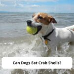Can-Dogs-Eat-Crab-Shells-template