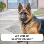 Can-Dogs-Eat-Goldfish-Crackers-template
