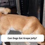 Can-Dogs-Eat-Grape-Jelly-template