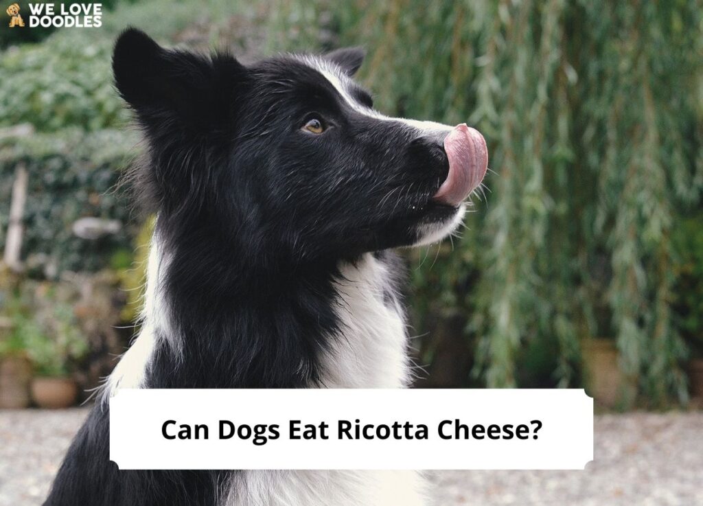 Can Dogs Eat Ricotta Cheese? Is It Safe? (The Facts)