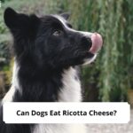 Can-Dogs-Eat-Ricotta-Cheese-template