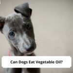 Can-Dogs-Eat-Vegetable-Oil-template