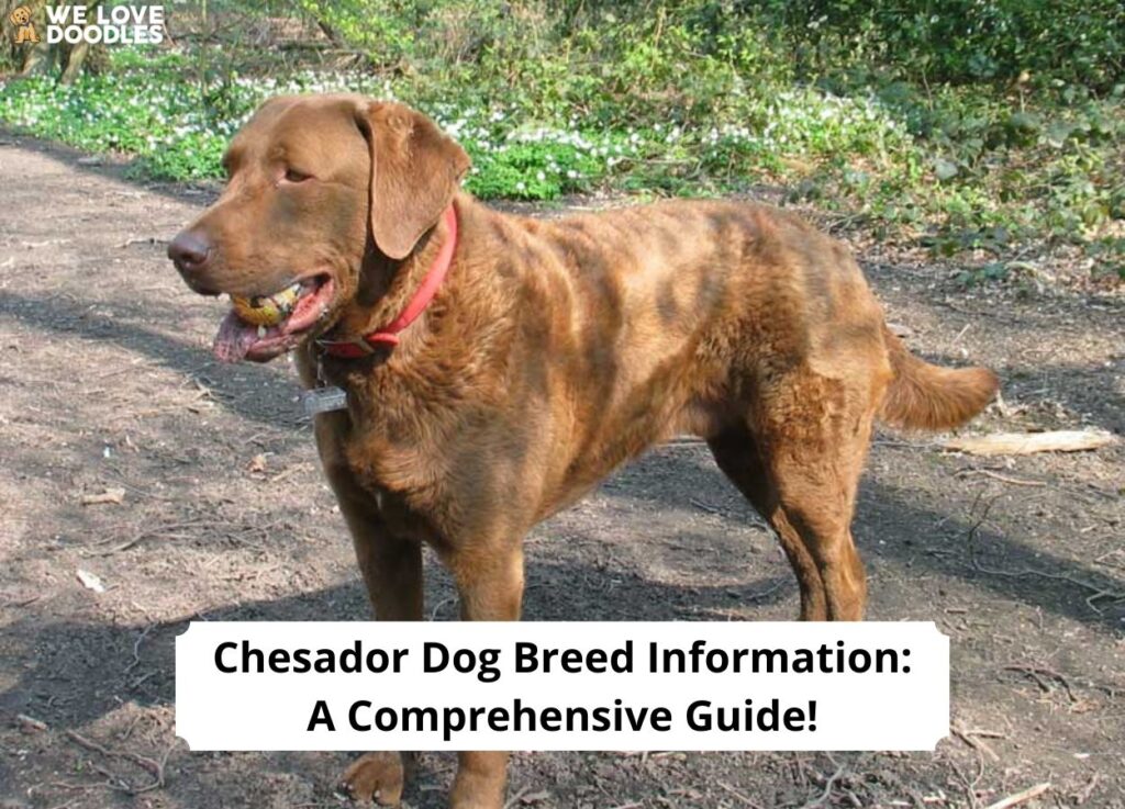 Chesador breeders best sale near me