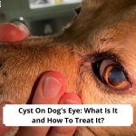 Cyst-On-Dogs-Eye-What-Is-It-and-How-To-Treat-It-template