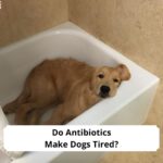 Do-Antibiotics-Make-Dogs-Tired-template
