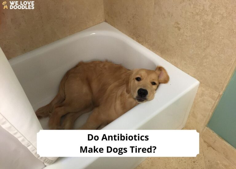 do-antibiotics-make-dogs-tired-everything-you-need-to-know-2023