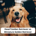Dwarf-vs-Mini-Golden-Retriever