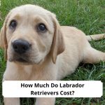 How-Much-Do-Labrador-Retrievers-Cost-template