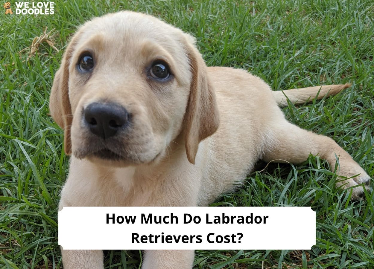 How Much Do Labrador Retrievers Cost? A Guide to Prices! (2024) We