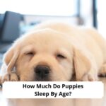 How-Much-Do-Puppies-Sleep-By-Age-template