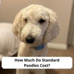 How-Much-Do-Standard-Poodles-Cost-template
