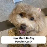 How-Much-Do-Toy-Poodles-Cost-template