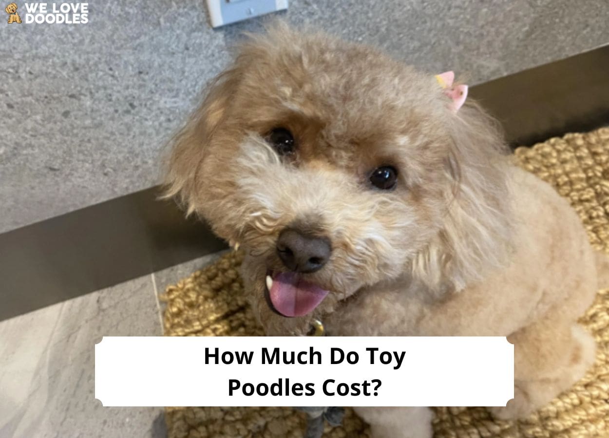 How Much Do Toy Poodles Cost? A Guide to Prices!