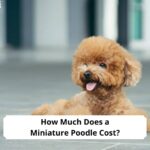 How-Much-Does-a-Miniature-Poodle-Cost-template