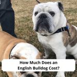 How-Much-Does-an-English-Bulldog-Cost-template