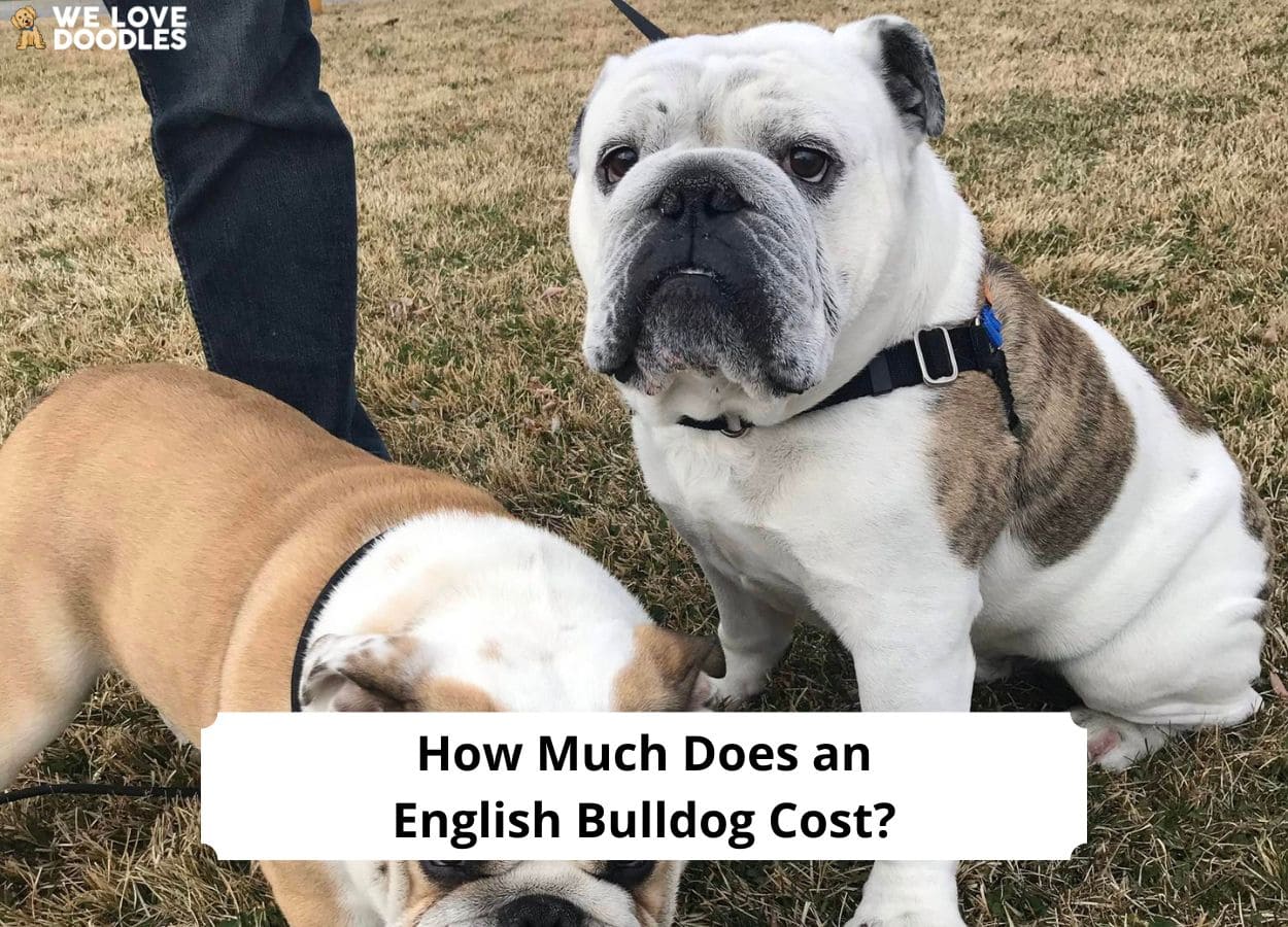 How Much Does an English Bulldog Cost? A Guide to Prices! (2023) We