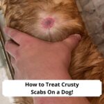 How-to-Treat-Crusty-Scabs-On-a-Dog-template