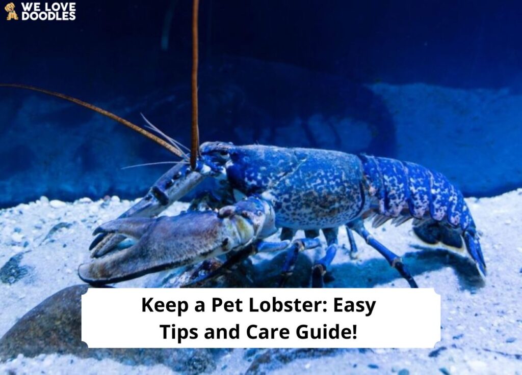 Keep-a-Pet-Lobsters-Easy-Tips-and-Care-Guide-template