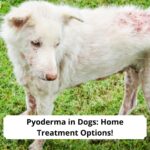 Pyoderma-in-Dogs-Home-Treatment-Options-template